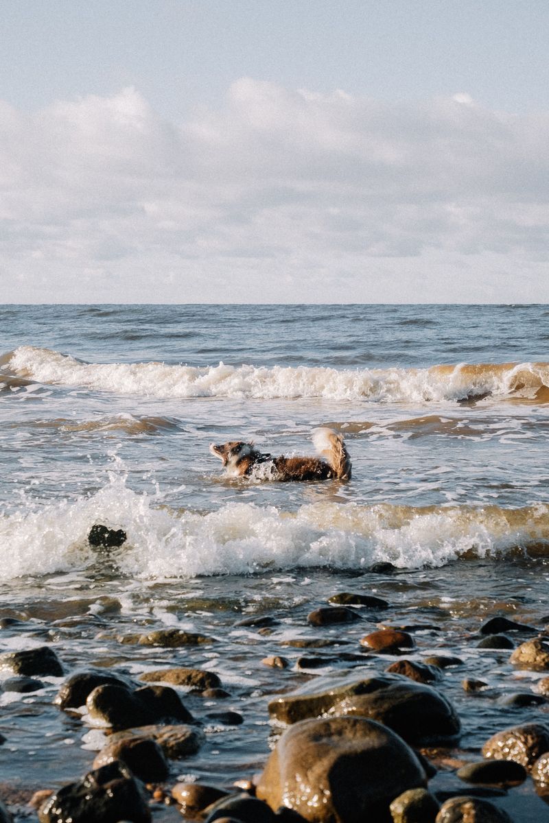 Cold Pacific Water Can Be Dangerous Quickly