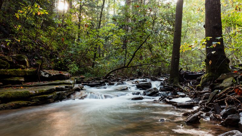 Why Creeks Can Be Attractive to Copperheads