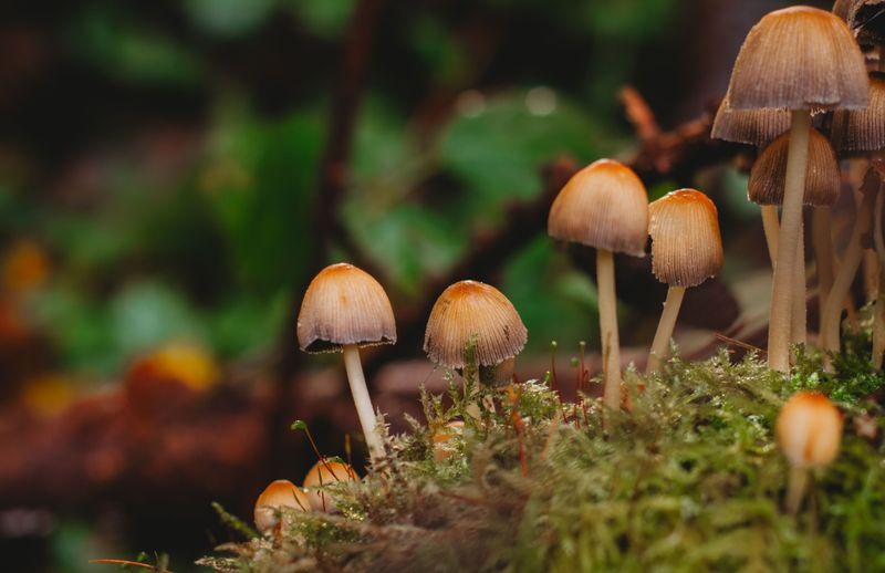 Not Every Wild Mushroom Is Easy to Identify