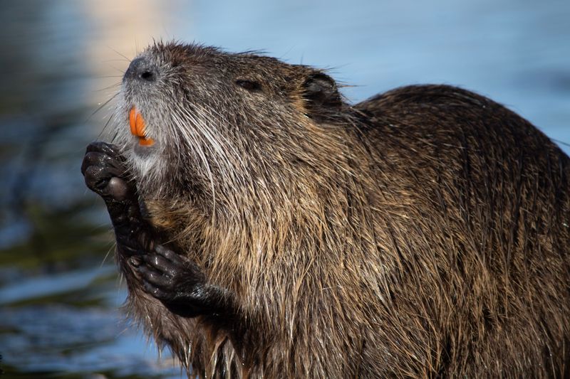 Nutria Can Defend Themselves