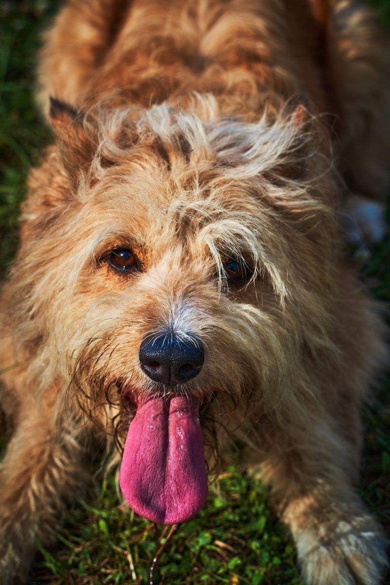 How Humidity Makes Cooling Harder for Dogs
