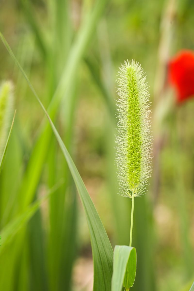 Sandburs Versus Grass Awns