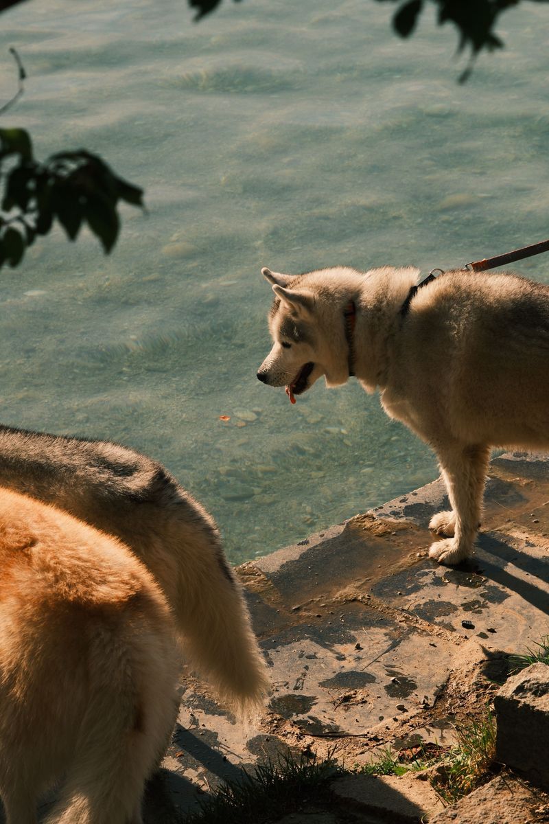 Keep Dogs Leashed Near Canal Banks