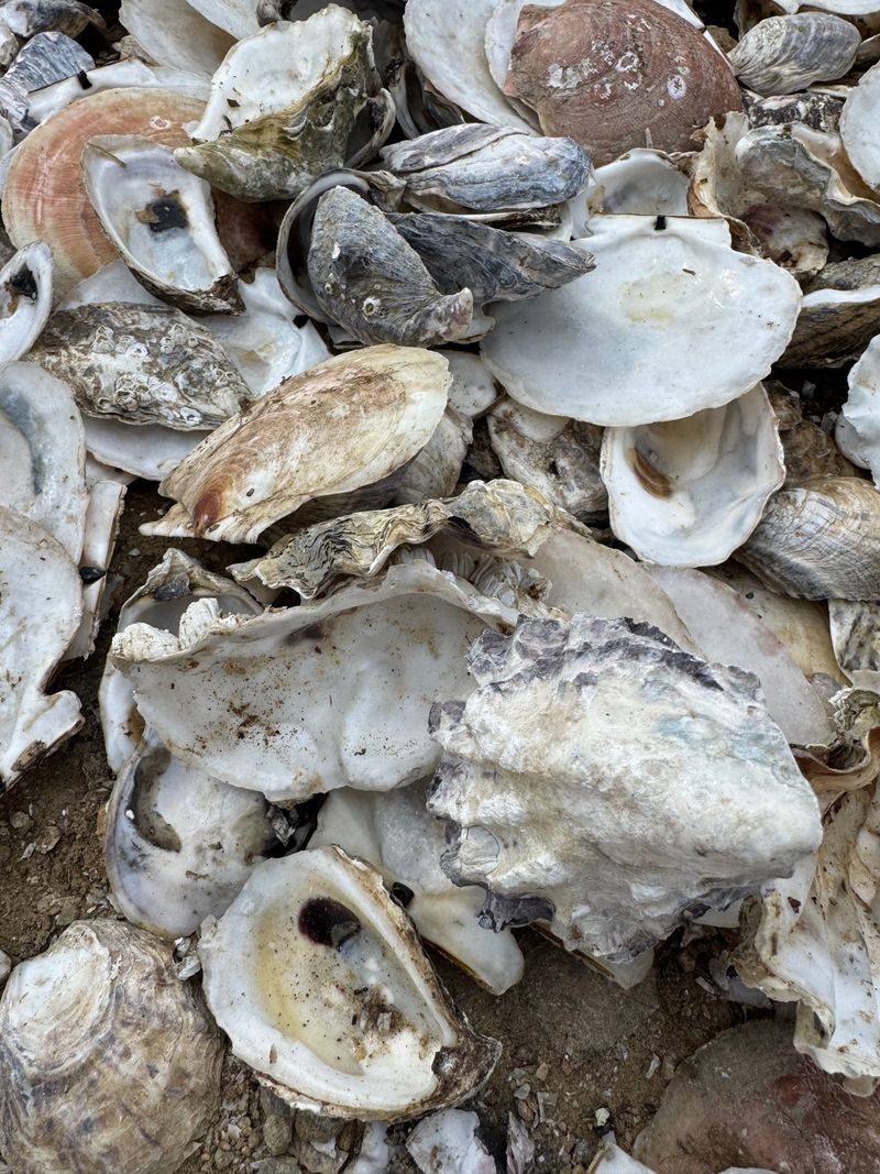 Why Oyster Shells Can Cut Paws