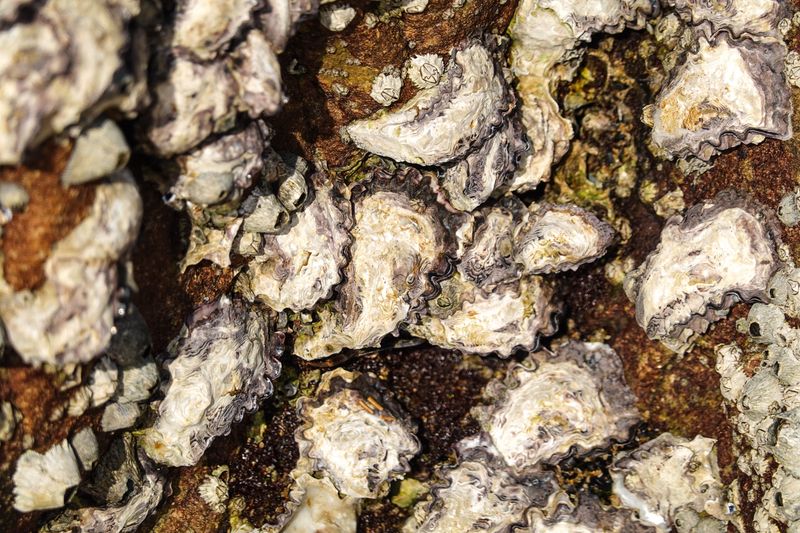 How Marsh Mud Hides Oyster Shells