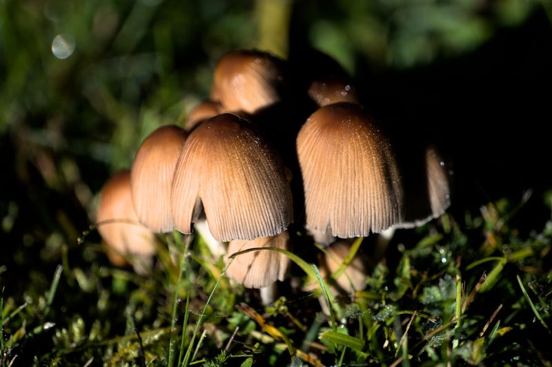 Why Wild Mushrooms Are Hard To Identify