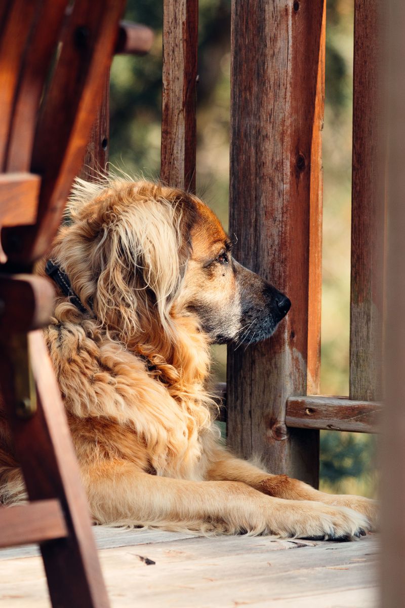 Dogs May Spend More Time Watching the Yard