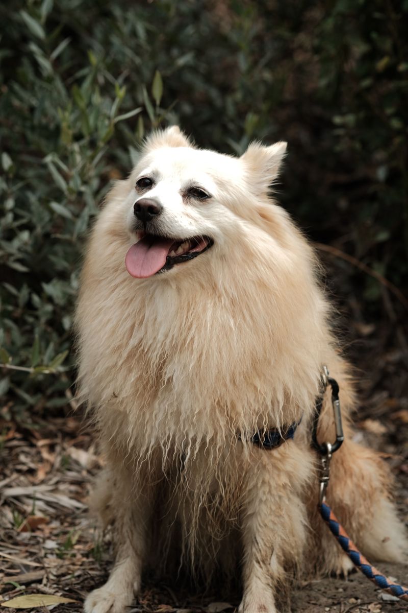 How Thick Coats Can Increase Heat Discomfort