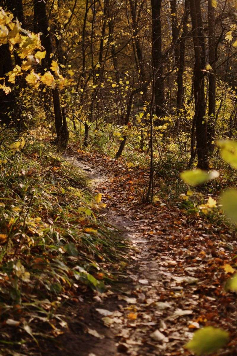 Why Indiana Woodland Paths Raise Tick Exposure