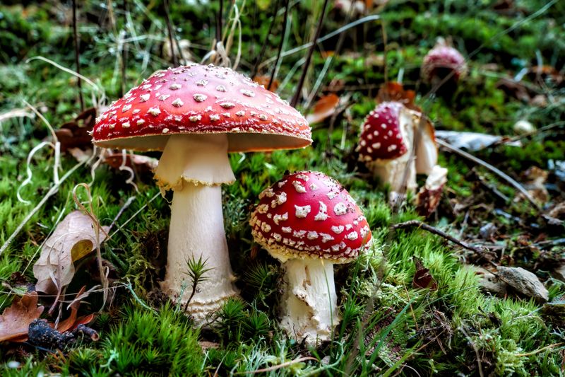 Amanita Mushrooms Can Be A Serious Concern