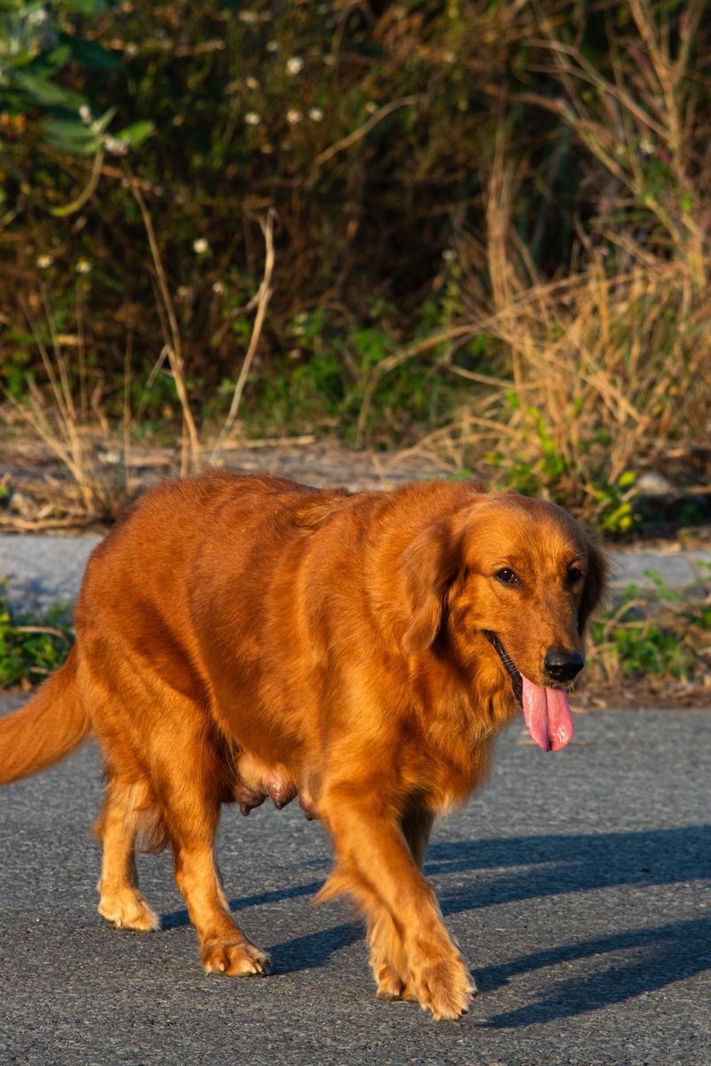 How to Tell When Your Dog Is Getting Too Hot