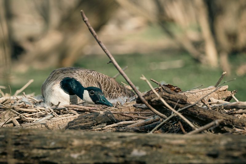 Canada Geese Guarding Their Nests