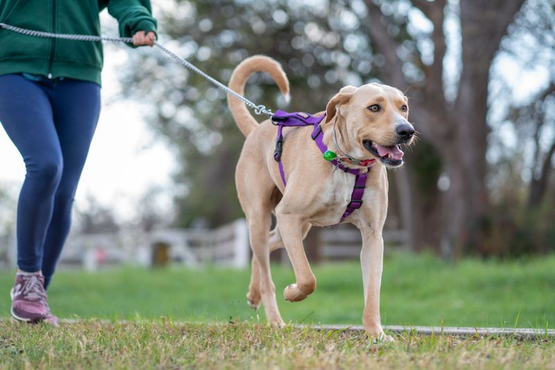One Dog, Three Climates, A Flexible Plan
