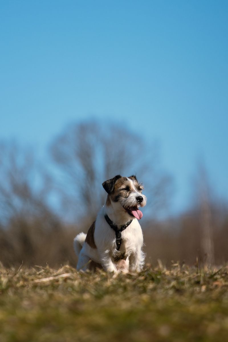 Parson Russell Terrier
