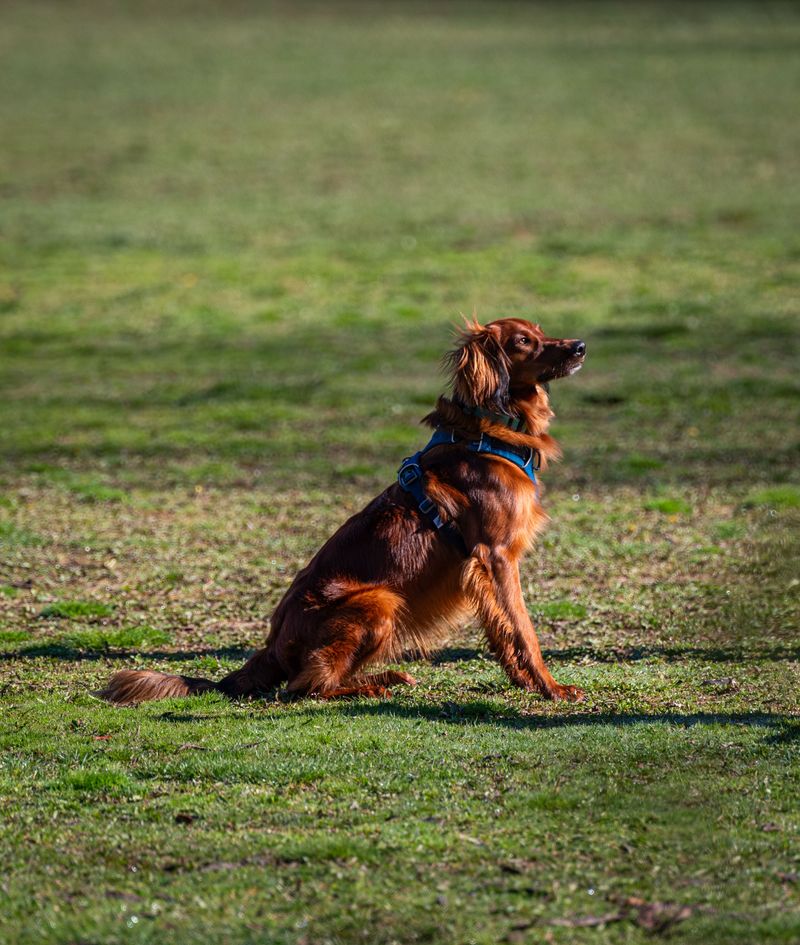 Irish Setter: A Flash of Red Across the Grass