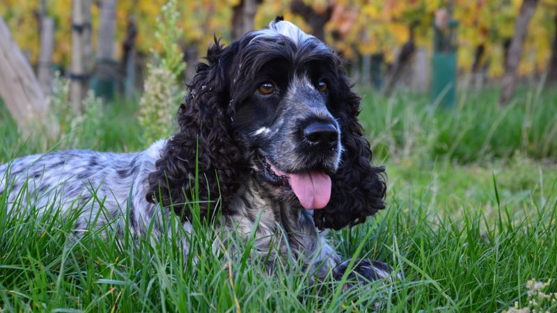 English Cocker Spaniel