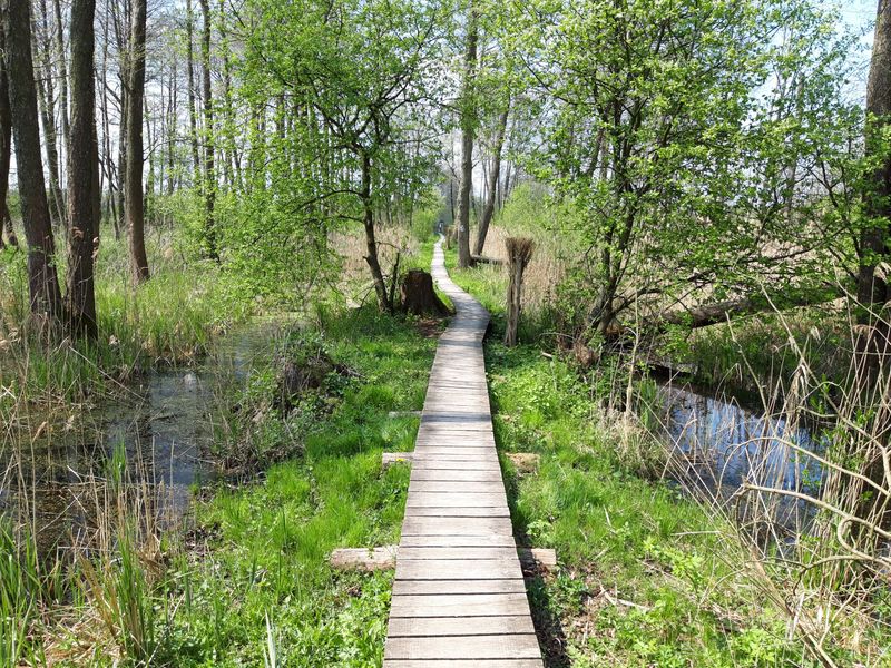 Marsh Trails Can Become Much Wetter