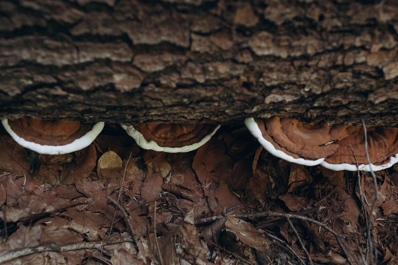 Fallen Leaves Can Conceal Mushrooms