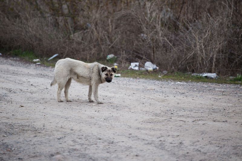 Whoever Keeps the Dog Can Be Responsible