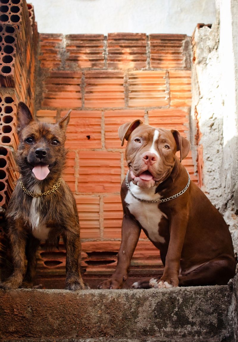 Breed Restrictions Catch Renters Off Guard
