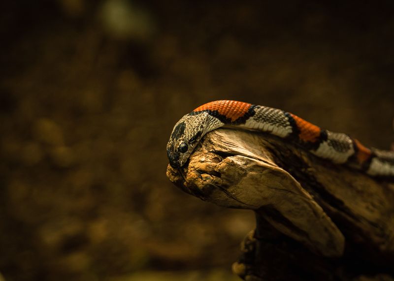 Learn The Coral Snake's Color Pattern