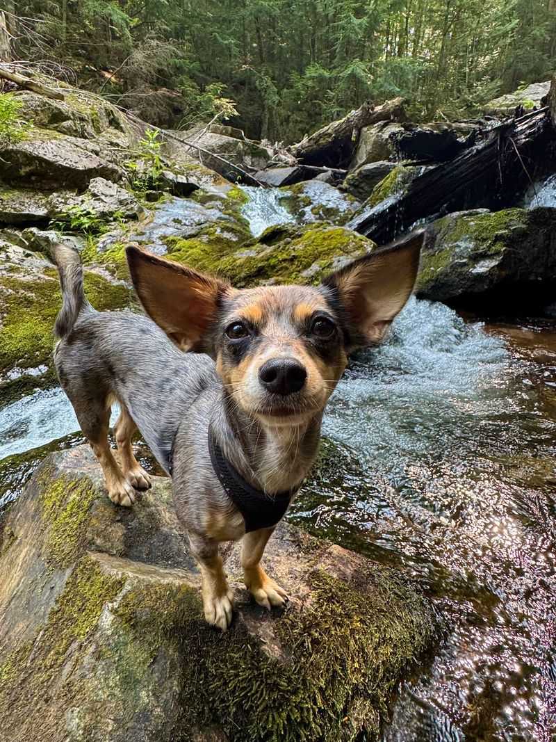 Big Pup Creek Falls
