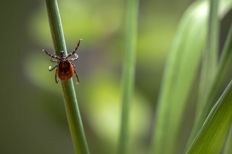 Ticks Can Lurk in Tall Grass
