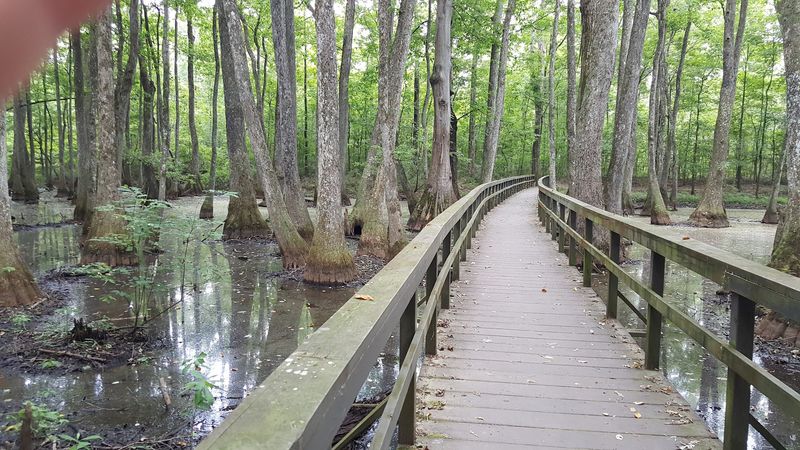 Cypress Swamp, Canton