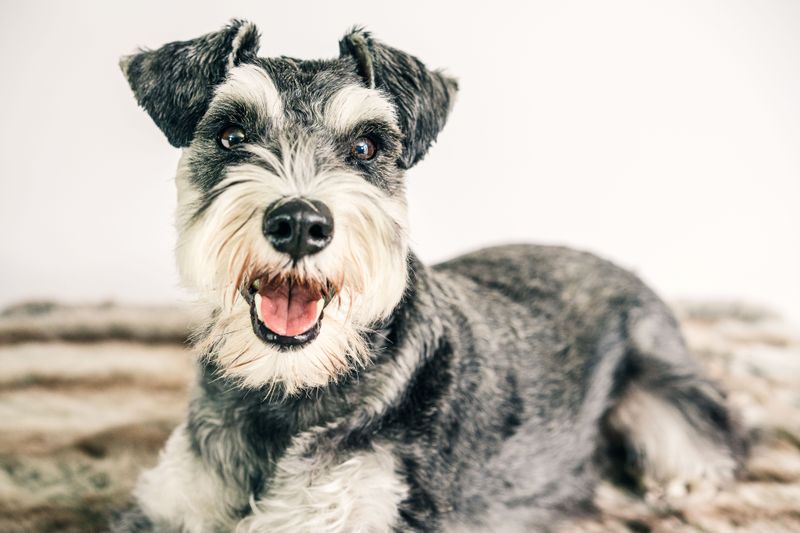 Miniature Schnauzer: The Bearded Busybody