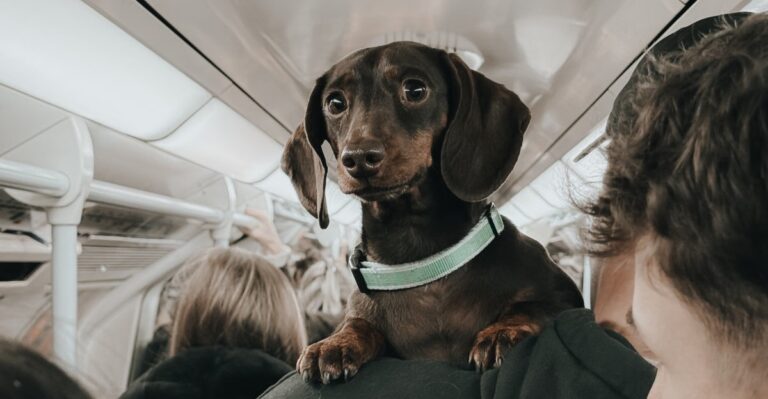 What Illinois Dog Owners Should Know Before Taking A Dog On Metra Or The CTA