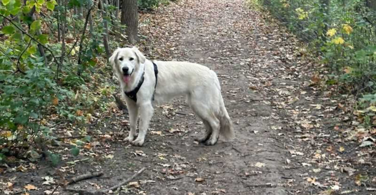 17 Minnesota Lakes And Trails To Explore With Your Dog