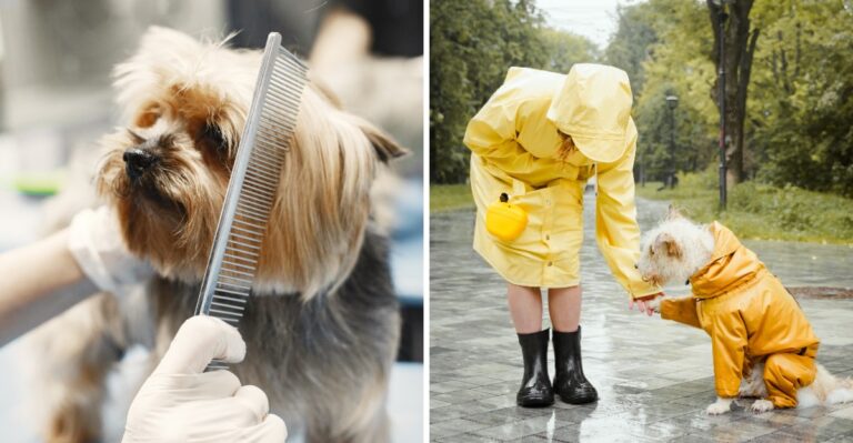 17 Things Ohio Dog Owners Keep Near The Door Once Salt Season Gives Way To Mud Season