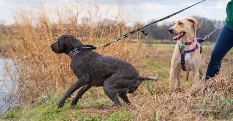 Why Yellowstone And Grand Teton Wyoming Trips Require Extra Planning With A Dog