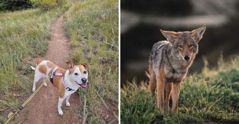 What Colorado Dog Owners Should Know About Dogs And Wildlife Encounters