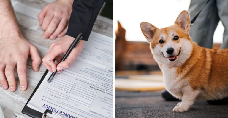 19 Florida Condo Problems To Solve Before Bringing Home A Puppy