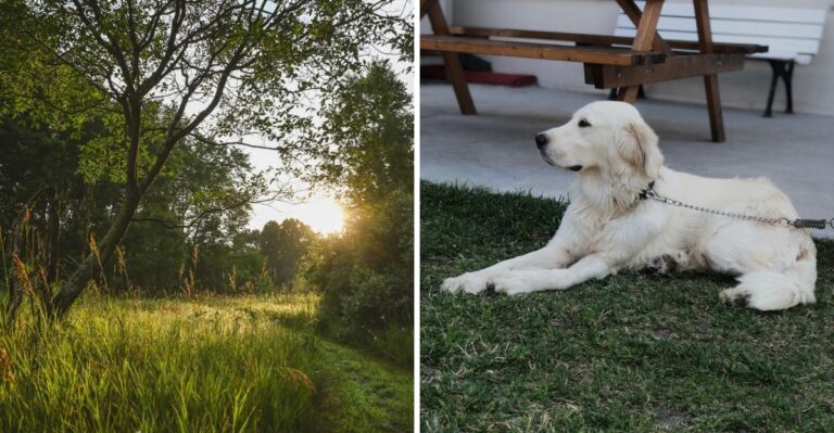 19 Kentucky Trail Rules And Restrictions Dog Owners Should Know Before Hiking