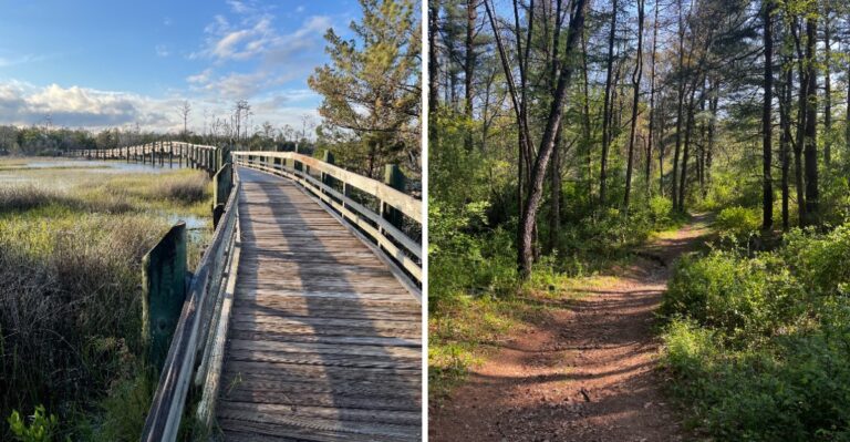 18 New Jersey Campgrounds With Dog-Friendly Trails Beyond The Shore
