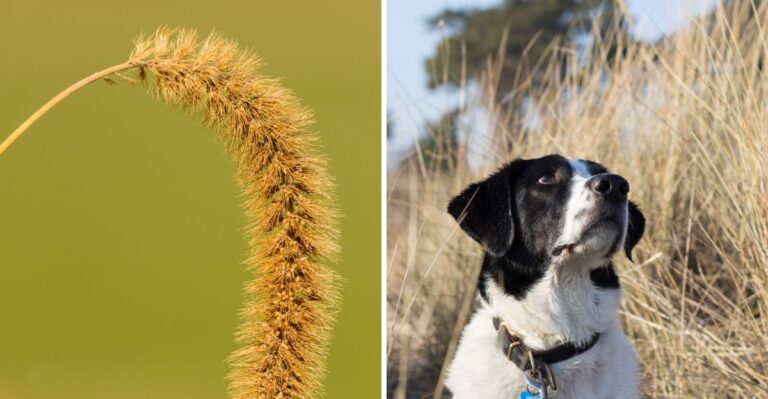 What Nebraska Dog Owners Should Know About Sandburs And Grass Awns