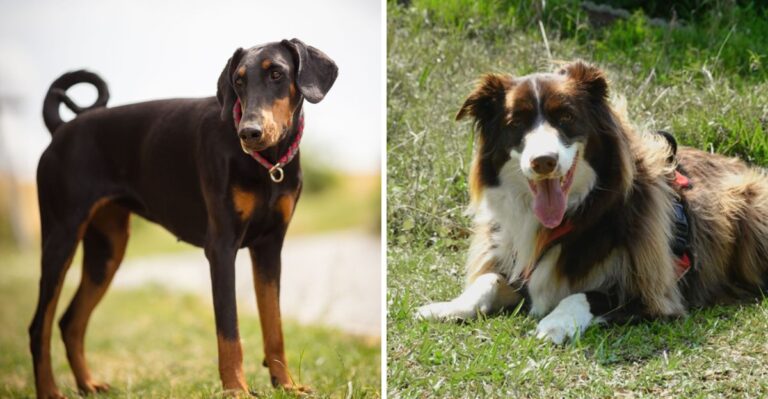 18 Hiking Companion Breeds Suited To Utah’s Dry Climate And Elevation Changes