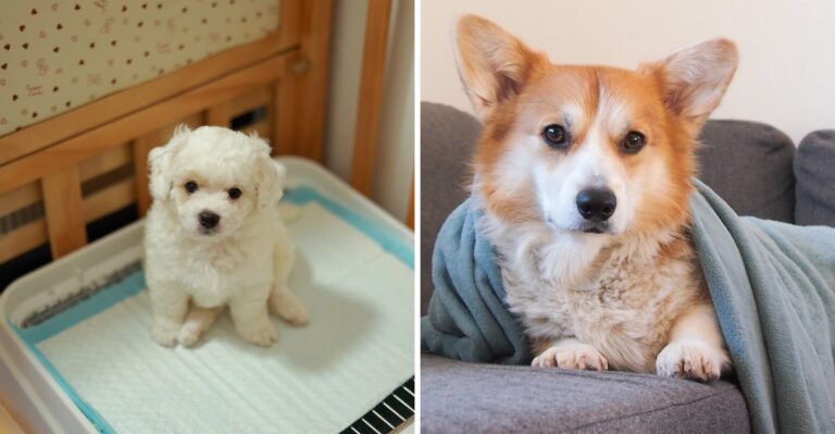 20 High-Rise Emergency Supplies Chicago Dog Owners In Illinois Should Keep Ready