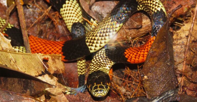 What South Carolina Dog Owners Should Know About Coral Snakes Near Coastal Trails And Yards