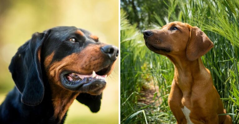 18 Hiking Companion Breeds For West Virginia’s Steep Mountain Trails