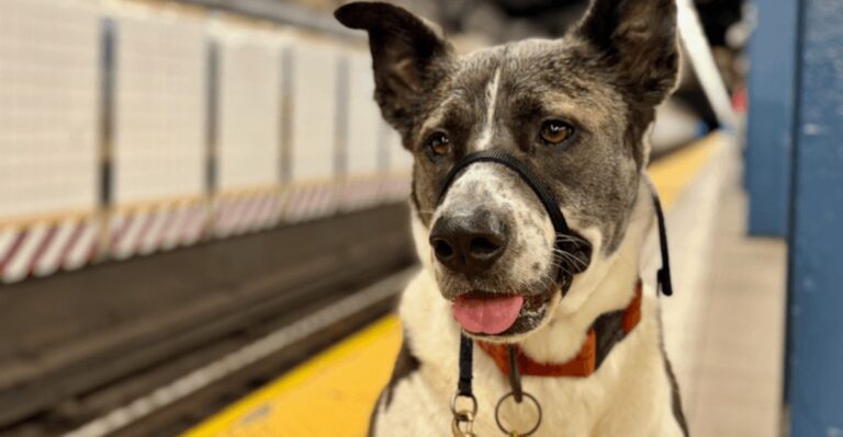 What New York Dog Owners Need To Know Before Taking A Dog On The Subway