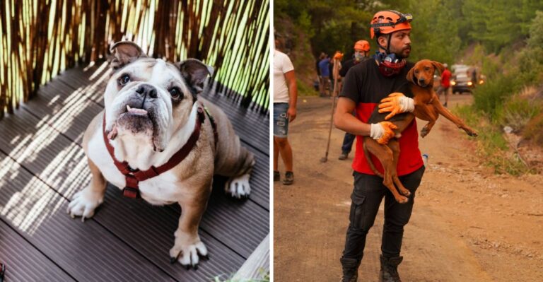How To Build A Wildfire Evacuation Plan Around Your Dog In California
