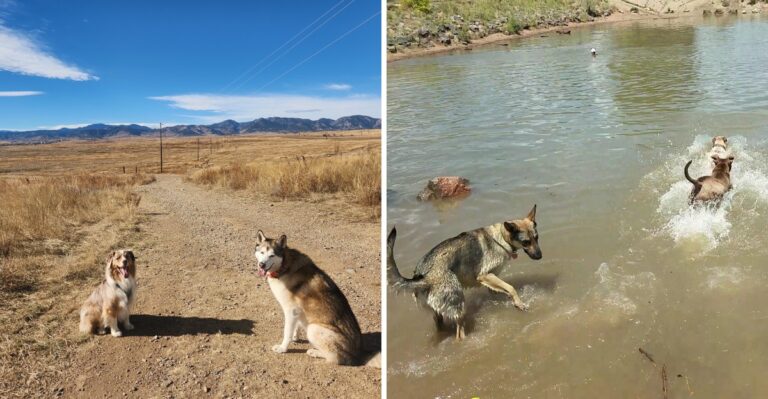 18 Colorado Off-Leash Areas That Go Beyond A Small Fenced Run