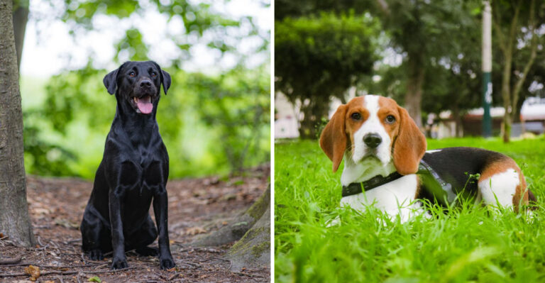 20 Dog Breeds Suited To Connecticut’s Trail-And-Suburb Lifestyle