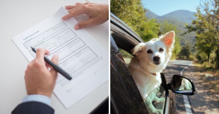 Snowbird Dog Owners In Florida Need A Two-State Paperwork System
