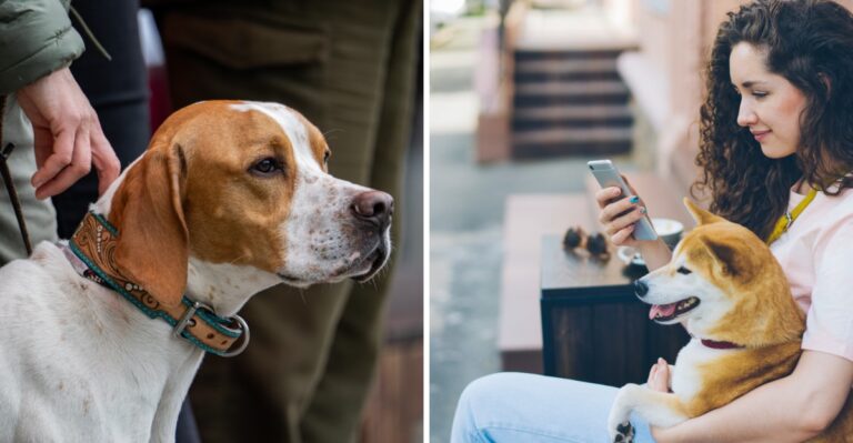 Moving Between Michigan Municipalities With A Dog? Recheck The Local Paperwork Before Settling In