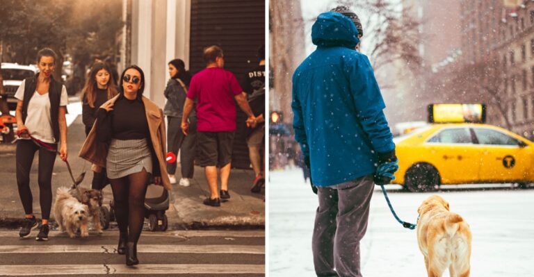 20 Everyday New York Dog Routines That Change Between City Apartments And Upstate Homes