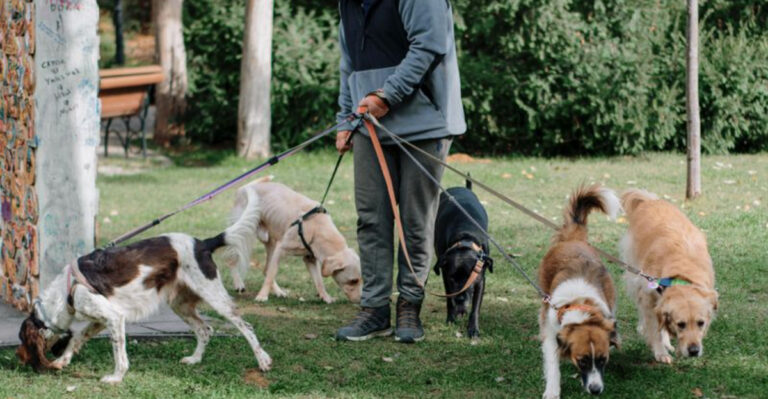 What Virginia Dog Owners Should Know About Local Leash Laws